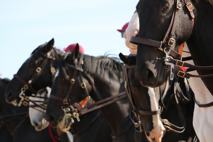 Household Cavalry Take Horses On Holiday