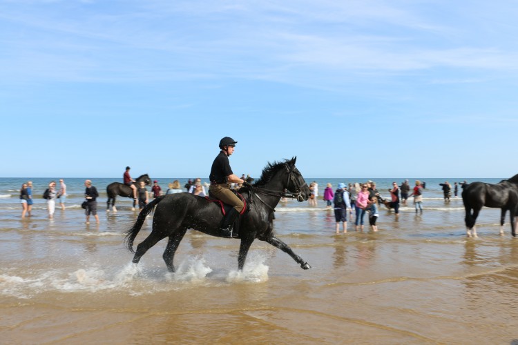 Household Cavalry Take Horses On Holiday