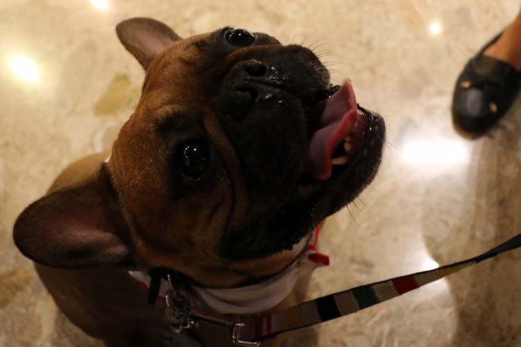 Adorable Dog Pictures