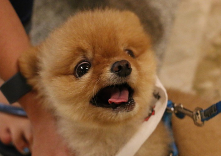 Adorable Dog Pictures