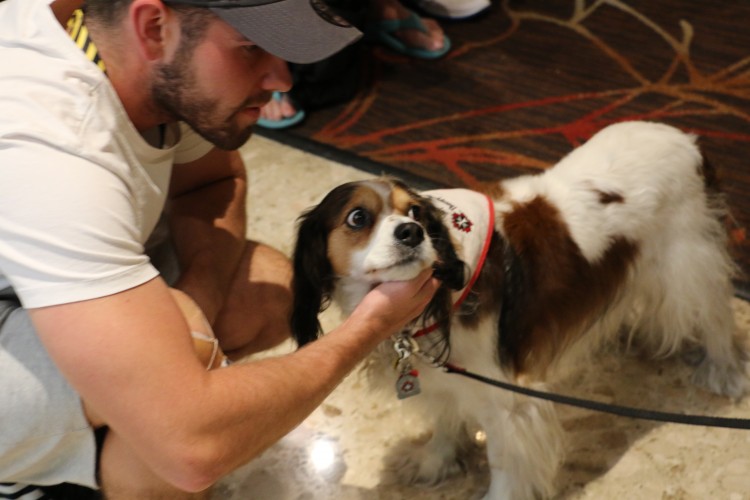 Adorable Dog Pictures