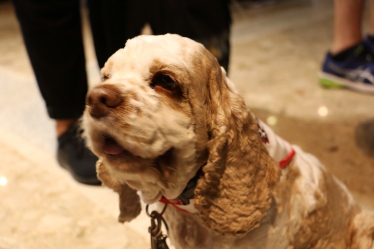 Adorable Dog Pictures