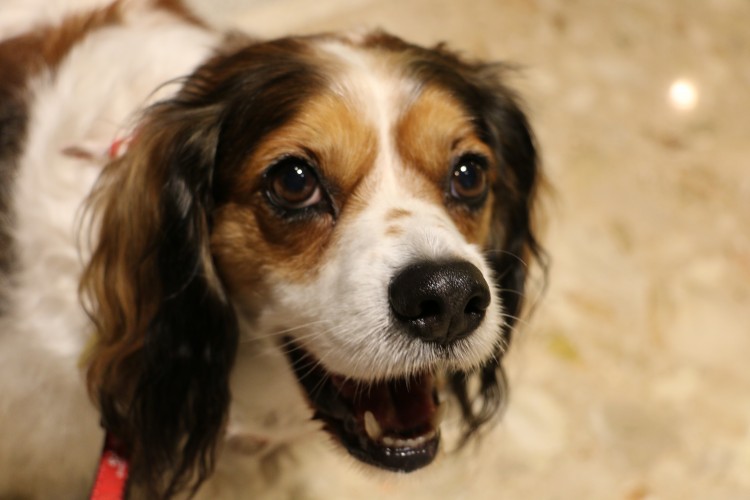 Adorable Dog Pictures