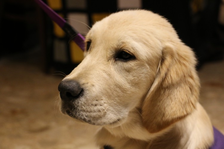 Adorable Dog Pictures