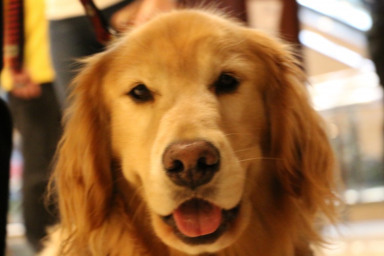 Adorable Dog Pictures