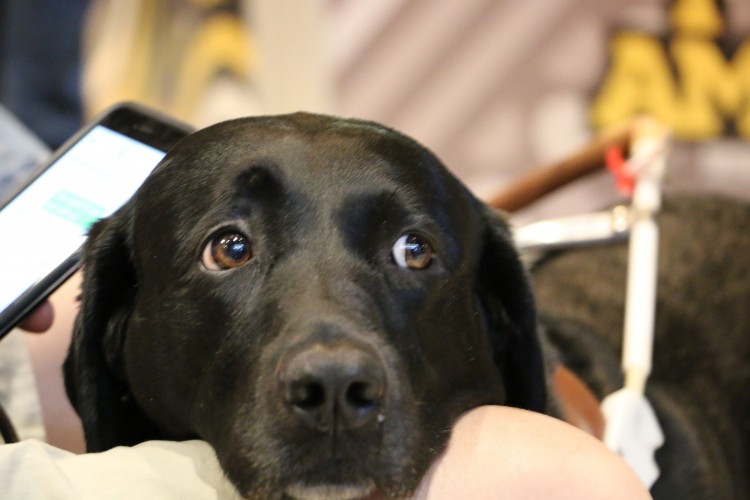 Adorable Dog Pictures