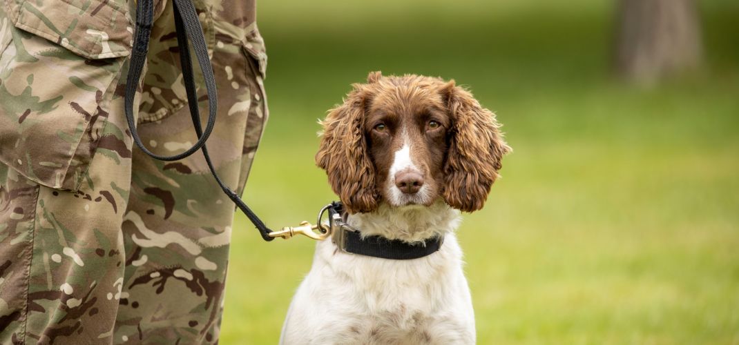 The Princess Royal visits 1st Military Working Dog Regiment to mark its 10th anniversary (Picture: British Army).