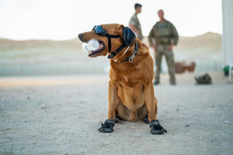 Military working dog in Oman during Exercise Khanjar Oman in October (Picture: MOD). Military working dog in Oman during Exercise Khanjar Oman 141021 CREDIT MOD.jpg