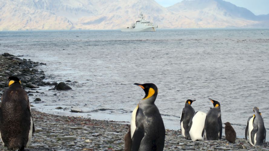In April, HMS Forth took bomb disposal specialists to South Georgia as part of a mission to protect the island's wildlife (Picture: Royal Navy). Penguins carry on with daily life as HMS Forth conducts an environmental mission on South Georgia DOWNLOADED FROM ROYAL NAVY PRESS RELEASE DATED 230421 CREDIT Royal Navy (2).jpg