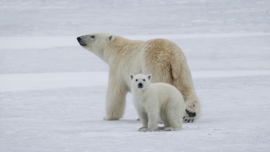 Polar bears on the ice spotted by the team on HMS Protector during her history making expedition to near the North Pole (Picture: Royal Navy).