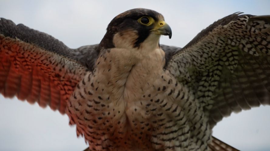 RAF Falcon Flora Preventing Plane Bird Collisions 18062021 CREDIT BFBS