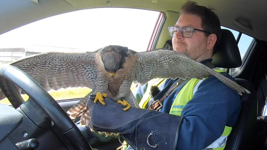 RAF Falcon Flora Returns Chasing Seagulls Prevent Plane Bird Collisions 18062021 CREDIT BFBS