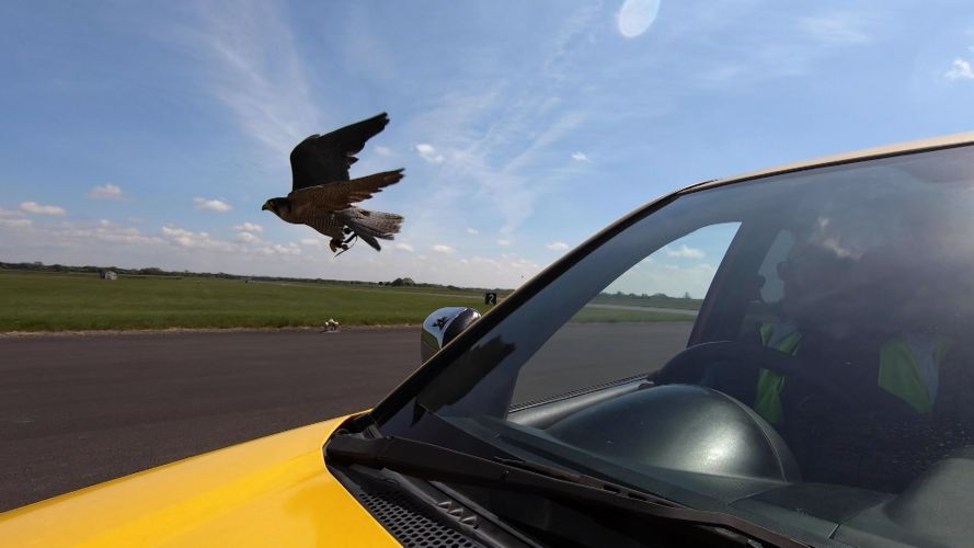 RAF Falcon Flora Runway Chasing Seagulls Prevent Plane Bird Collisions 18062021 CREDIT BFBS