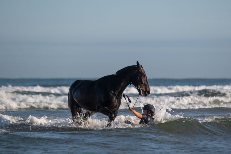 Soldiers and horses from The King's Troop Royal Horse Artillery exercise in the sea at Holkham in Norfolk 