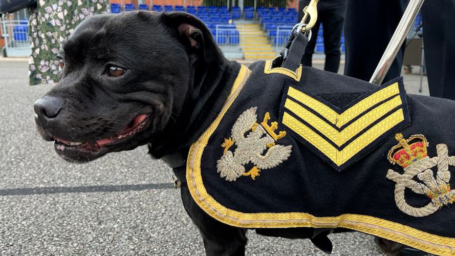 Watchman VI mascot of the Staffordshire Regimental Association with new sergeant stripes 03092023 CREDIT BFBS