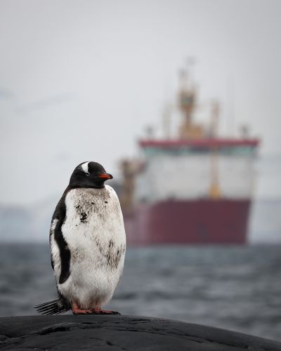 A penguin stood in front of HMS Protector (Picture: Royal Navy).