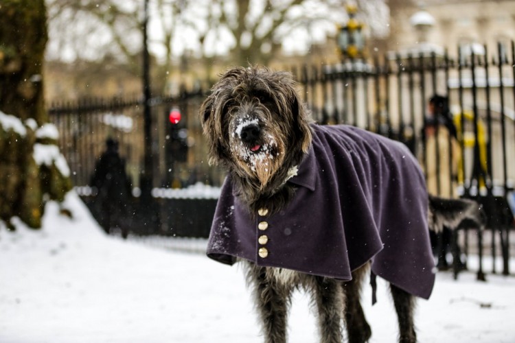 How The Military Have Responded To The Beast From The East 