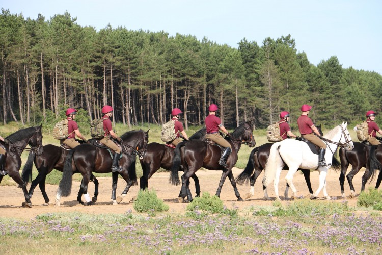 horses
