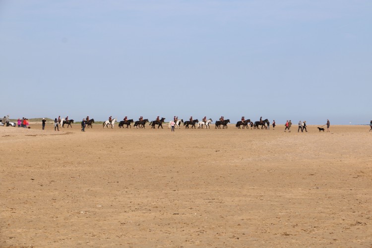 horses