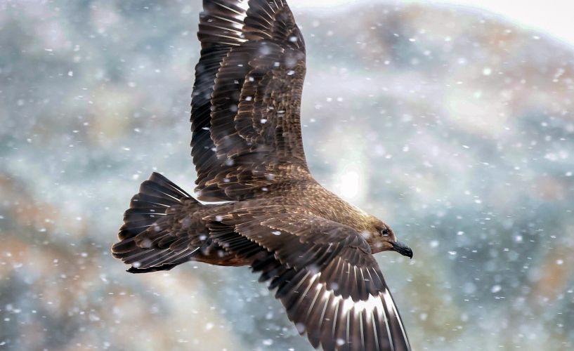 An incredible bird flying over the heads of the crew of HMS Protector (Picture: Royal Navy).