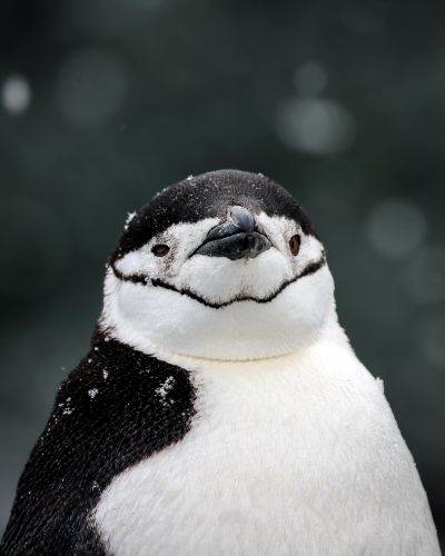 A penguin getting its close up. Spotted by the crew of HMS Protector (Picture: Royal Navy).
