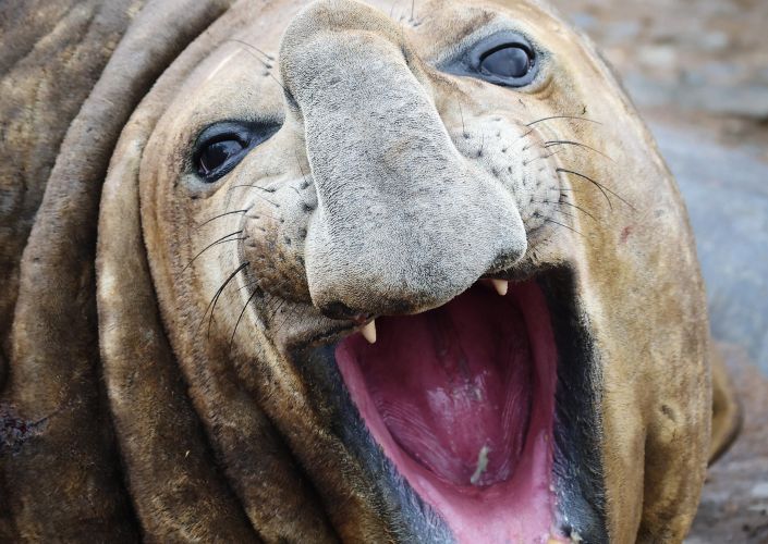 Say cheese, one of the seals on Avian Island pictured by the crew of HMS Protector (Picture: Royal Navy).