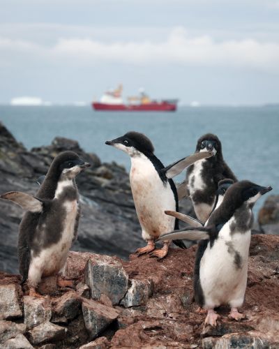 A group of penguins with HMS Protector in the background (Picture: Royal Navy).