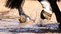 The numerous horses took the wet conditions in their stride as they took part in the final full public dress rehearsal before the King's Birthday Parade