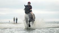Household Cavalry Horses Hayling Island cred MOD