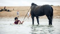 Household Cavalry Horses Hayling Island cred MOD