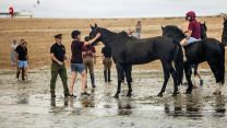 Household Cavalry Horses Hayling Island cred MOD