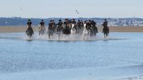 Household Cavalry Horses Hayling Island cred MOD