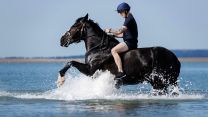 Household Cavalry Horses Hayling Island cred MOD