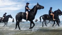 Household Cavalry Horses Hayling Island cred MOD
