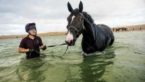 Household Cavalry Horses Hayling Island cred MOD