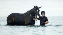 Household Cavalry Horses Hayling Island cred MOD