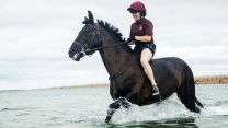 Household Cavalry Horses Hayling Island cred MOD