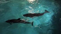 US Airmen Rescue Rare Dwarf Sperm Whale