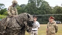 The camouflage netting applied over this horse makes a good comparison with the heraldic caparison worn by a medieval knight's war horse