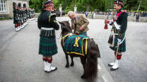 Regiments mascot Cp Cruachan IV