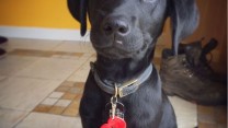 Labrador