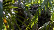 216 Parachute Signal Squadron member takes a knee in the jungle whilst on patrol 27012023 CREDIT MOD Crown Copyright.jpg