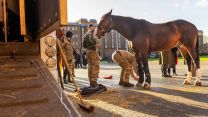A soldier fits a protective covering to the lower legs of a cavalry horse - the animals' lower limbs are often covered to prevent injury and provide support