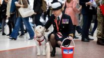 Man's best friend also gave a helping hand 
