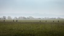 2nd Battalion The Royal Gurkha Rifles on patrol during an air assault, validation training on Exercise Wessex Storm 28042023 CREDIT MOD Crown Copy.jpg