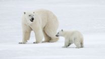 A Polar Bear and cub on the ice spotted during HMS Protector's Arctic expedition (Picture: Royal Navy).