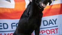 Armed Forces Day Flag Working Dog
