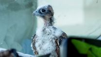 Baby Falcon Spitfire In Training To Protect Planes From Bird Collisions Dashboard PHOENIX BIRD CONTROL 18062021 CREDIT BFB