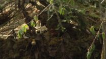 British troops hiding from the 'enemy' side.