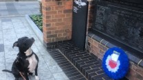 Memorial Dog